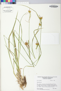 Carex flava image