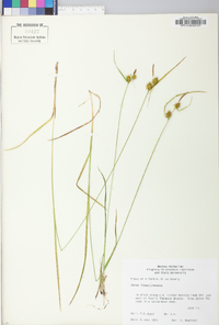Carex flava image