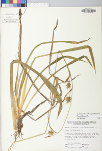 Carex folliculata image