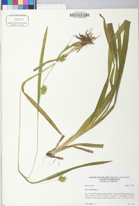 Carex folliculata image