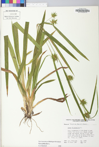 Carex folliculata image