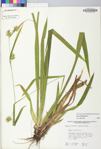 Carex folliculata image