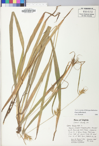 Carex folliculata image