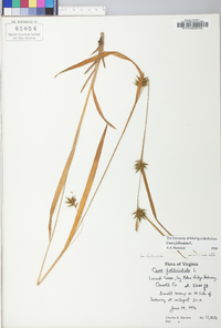 Carex folliculata image