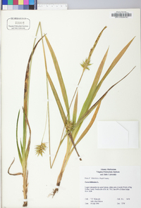 Carex folliculata image