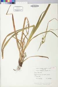 Carex folliculata image