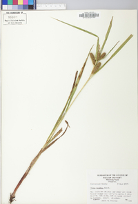 Carex folliculata image