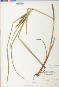 Carex folliculata image