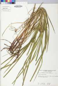 Carex folliculata image