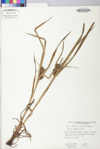 Carex folliculata image