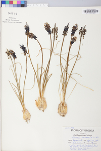 Muscari neglectum image