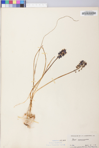 Muscari neglectum image