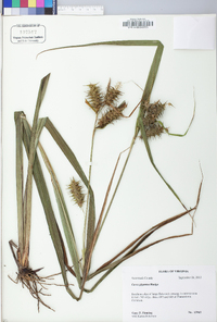 Carex gigantea image