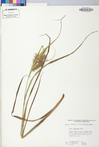 Carex gigantea image