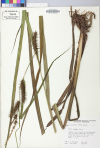 Carex gigantea image