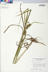 Carex gigantea image