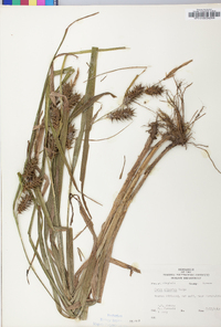 Carex gigantea image