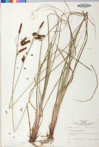 Carex glaucescens image