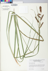 Carex glaucescens image