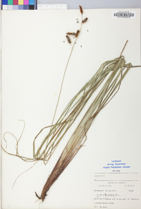 Carex glaucescens image