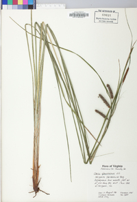 Carex glaucescens image