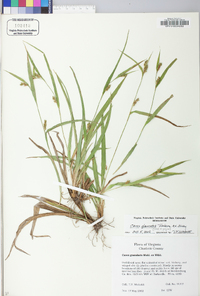 Carex glaucodea image