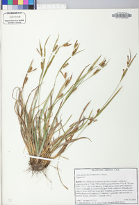 Carex glaucodea image