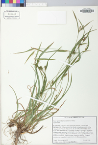 Carex glaucodea image