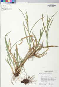 Carex glaucodea image