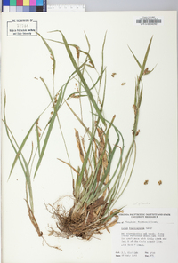 Carex glaucodea image