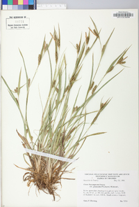 Carex glaucodea image