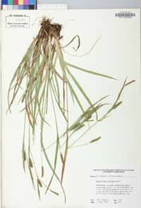 Carex glaucodea image