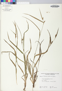 Carex glaucodea image