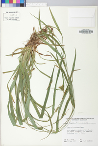 Carex glaucodea image