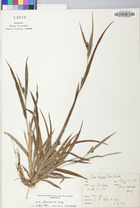 Carex glaucodea image