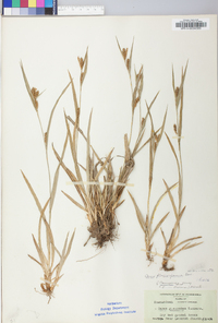 Carex glaucodea image