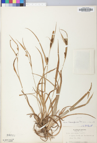 Carex glaucodea image