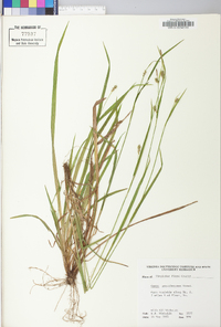 Carex gracilescens image