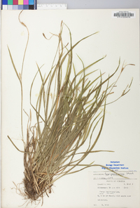 Carex gracilescens image