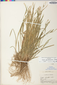 Carex gracilescens image