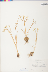 Ornithogalum umbellatum image