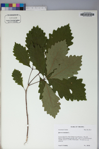 Quercus montana image