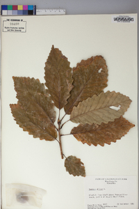 Quercus montana image