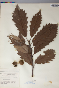 Quercus montana image