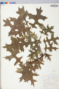 Quercus palustris image