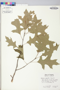 Quercus palustris image