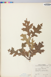 Quercus palustris image