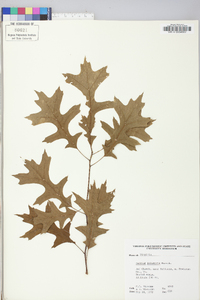 Quercus palustris image