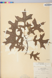 Quercus palustris image