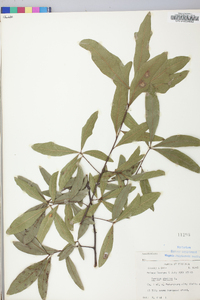 Quercus phellos image